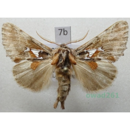 Spatalia argentina (Denis & Schiffermüller, 1775) Czech7b